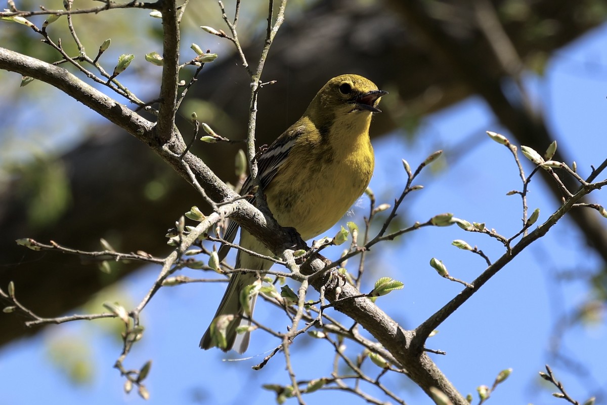 Pine Warbler - ML632265238