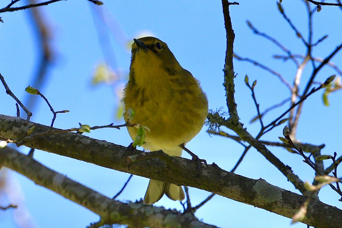 Pine Warbler - ML632265239