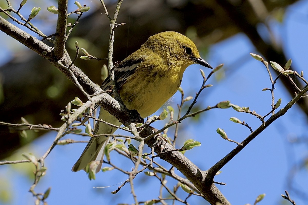 Pine Warbler - ML632265240