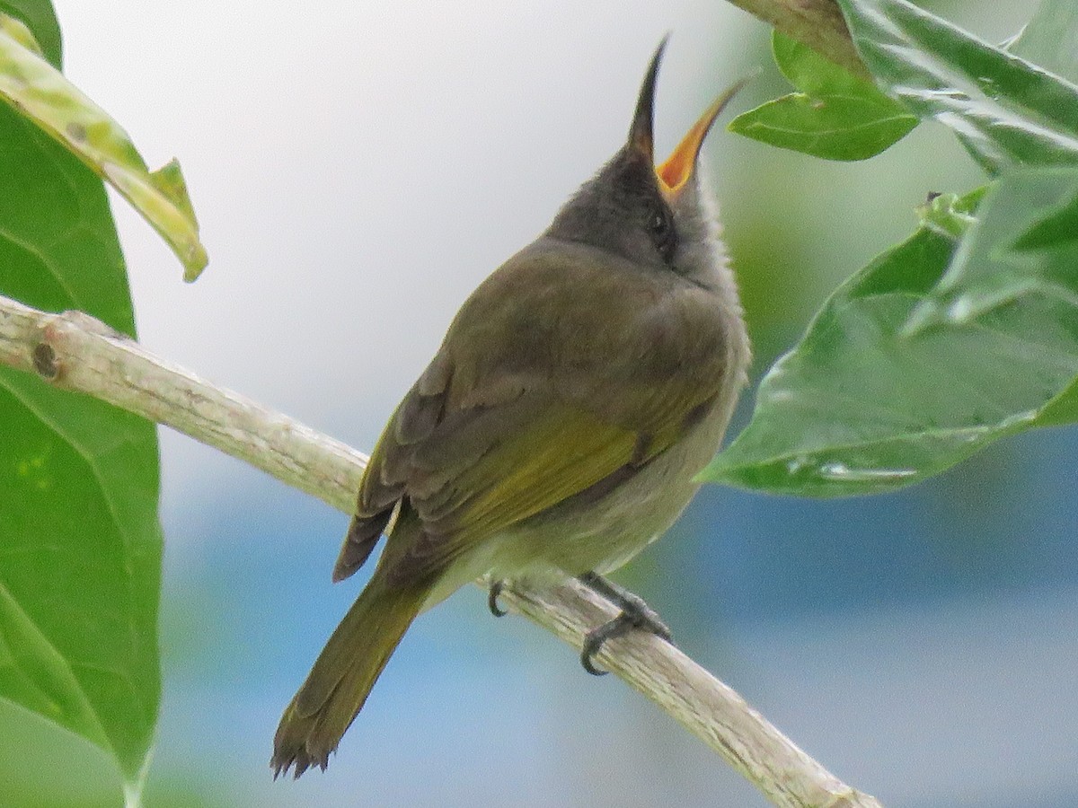 Dark-brown Honeyeater - ML632265321