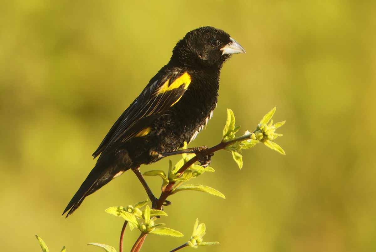Yellow Bishop - ML632265464