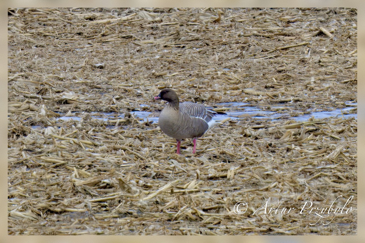 Pink-footed Goose - ML632265507