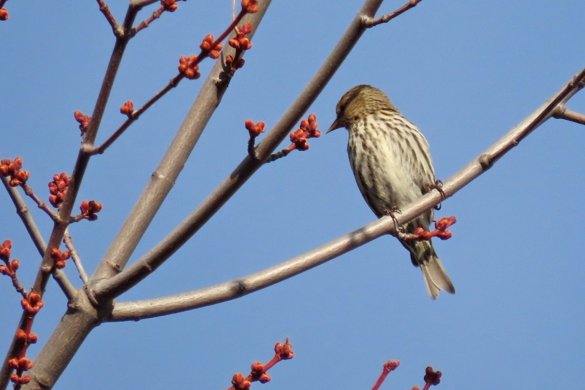Pine Siskin - ML632265512