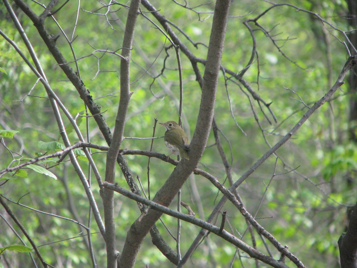 Paruline couronnée - ML632265591