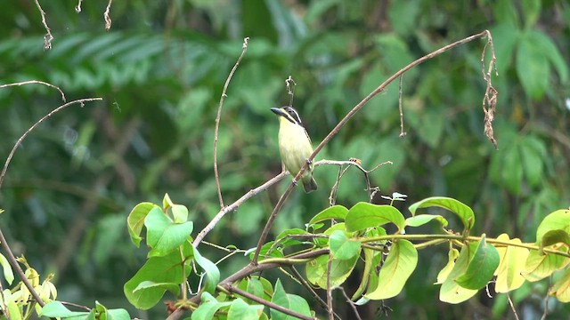 Yellow-throated Tinkerbird - ML632265621