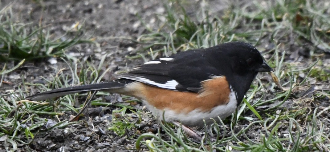 Eastern Towhee (Red-eyed) - ML632265669