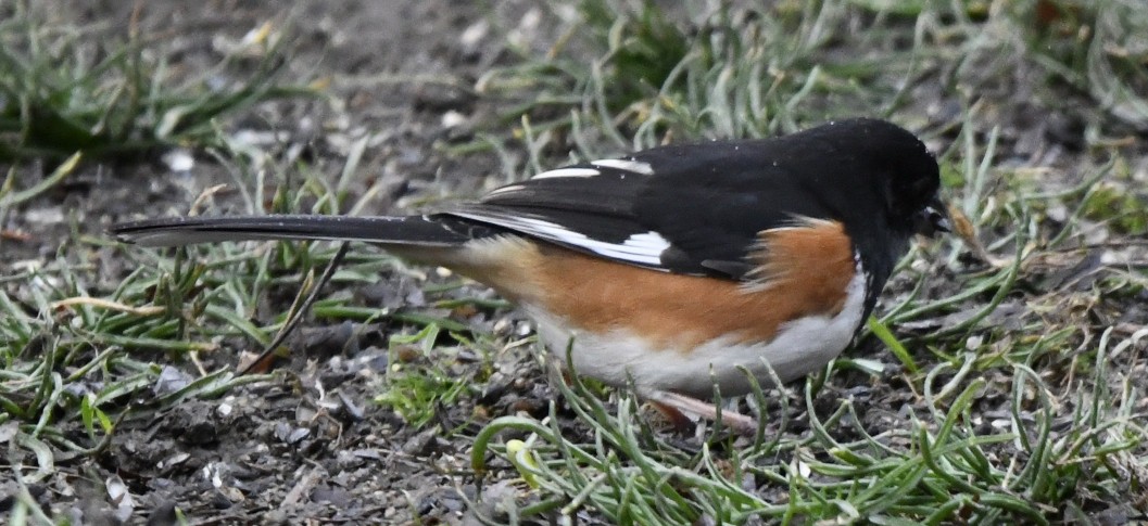 Eastern Towhee (Red-eyed) - ML632265670