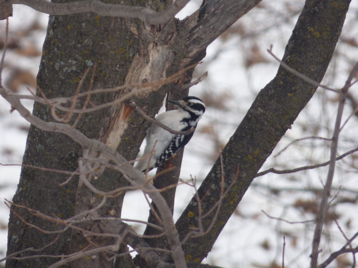 Hairy Woodpecker - ML632265712