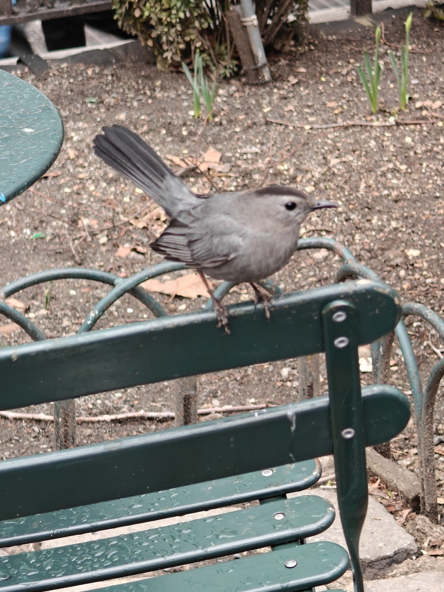 Gray Catbird - ML632265776