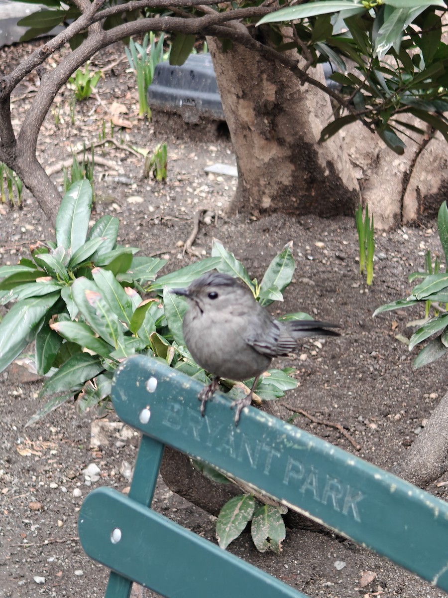Gray Catbird - ML632265777