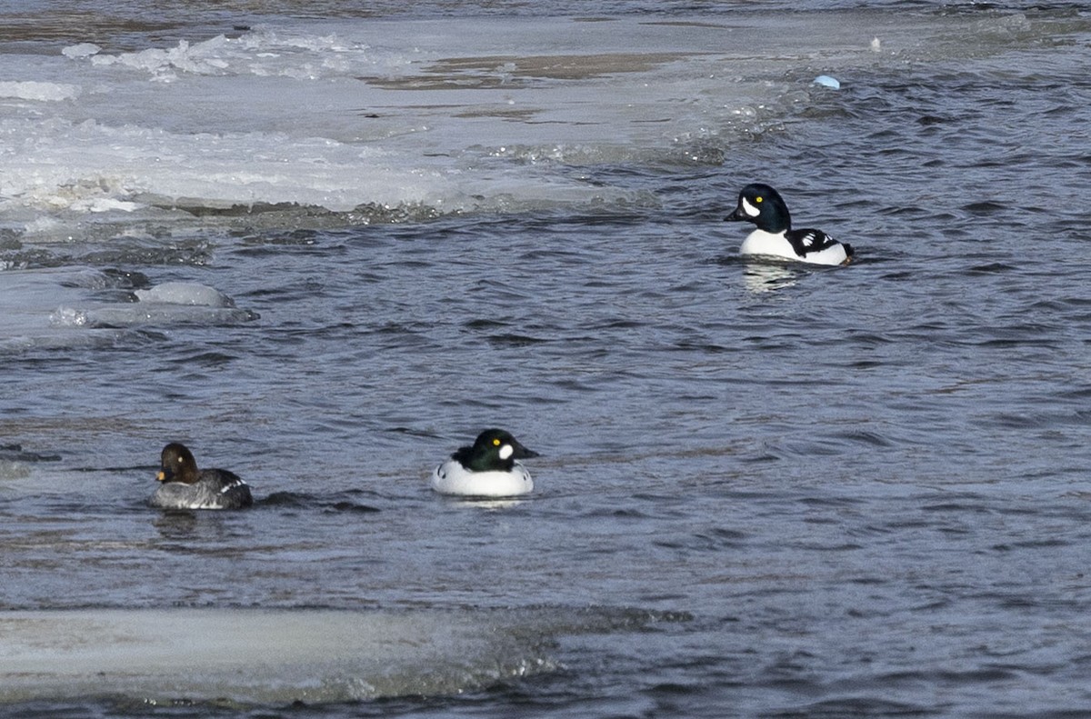 Barrow's Goldeneye - ML632265780