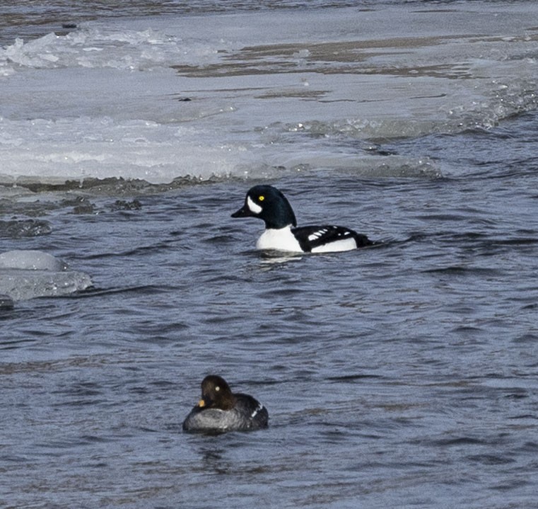 Barrow's Goldeneye - ML632265781