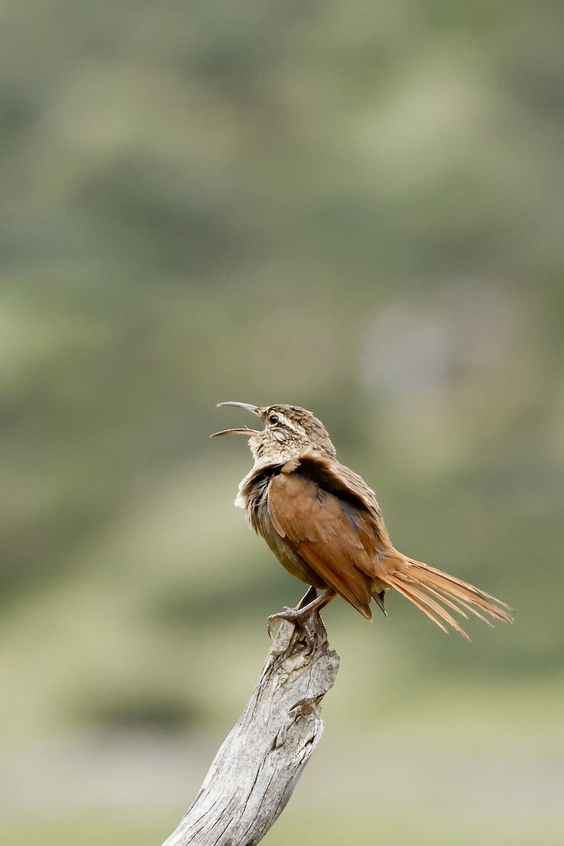 Striated Earthcreeper - ML632265876
