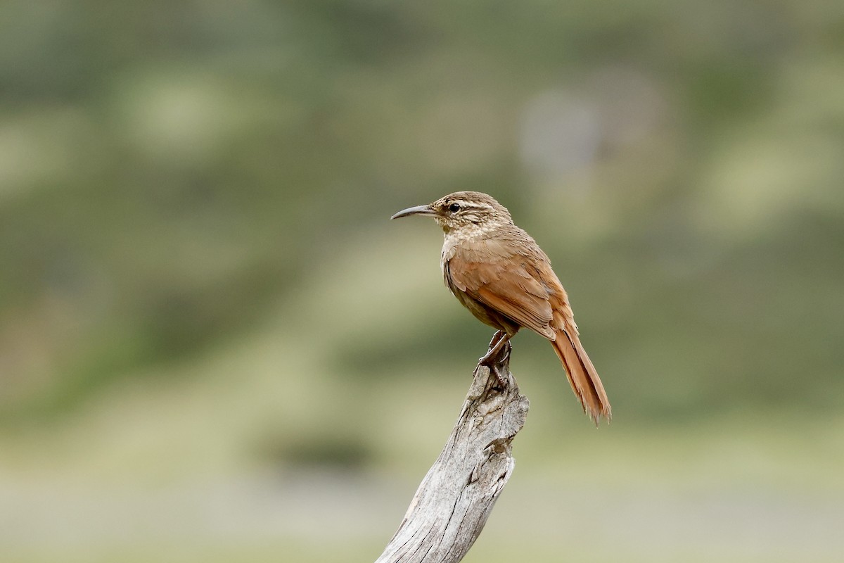 Striated Earthcreeper - ML632265877