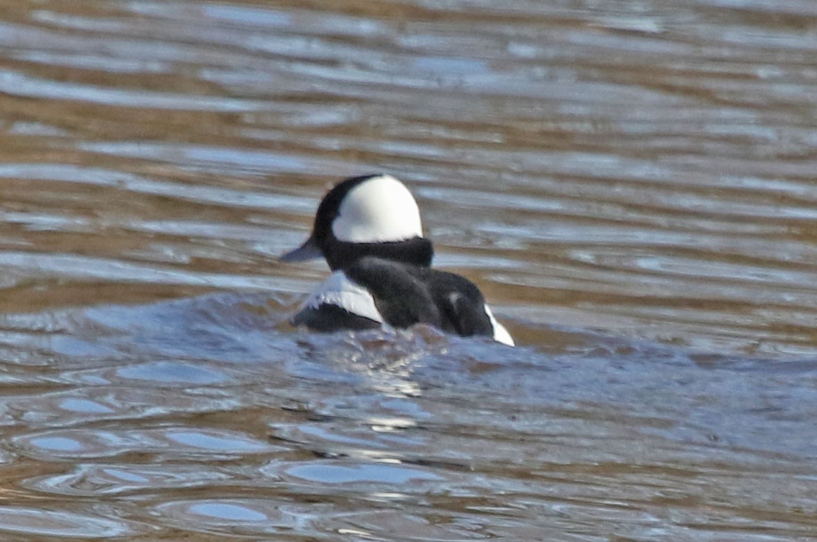 Bufflehead - ML632265917