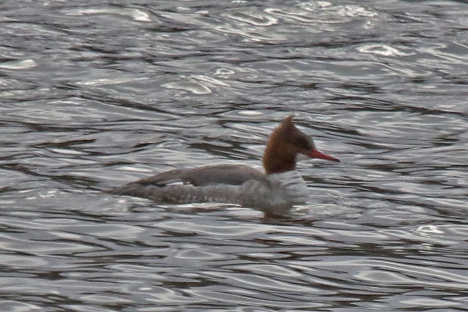 Common Merganser - ML632265926