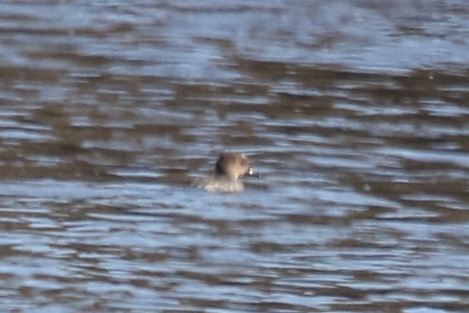Hooded Merganser - ML632265984