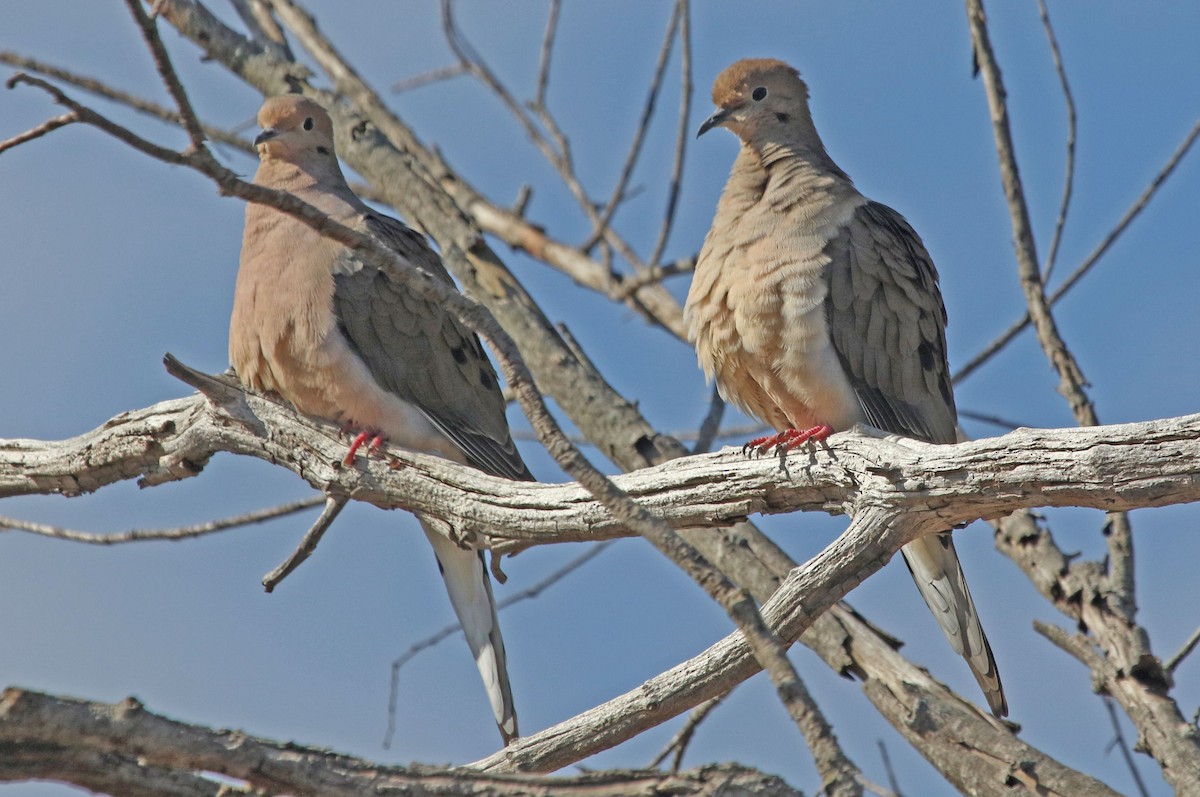 Mourning Dove - ML632266035