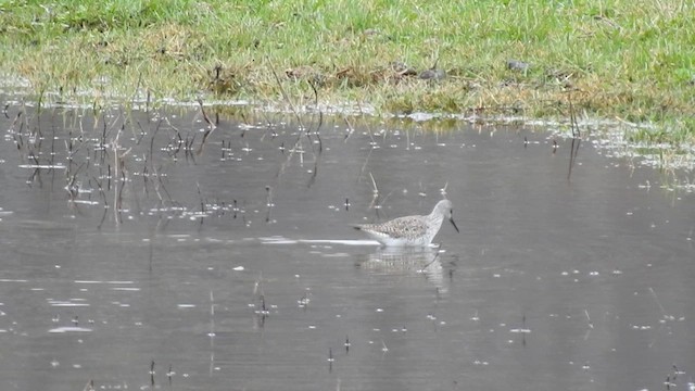 Lesser Yellowlegs - ML632266214