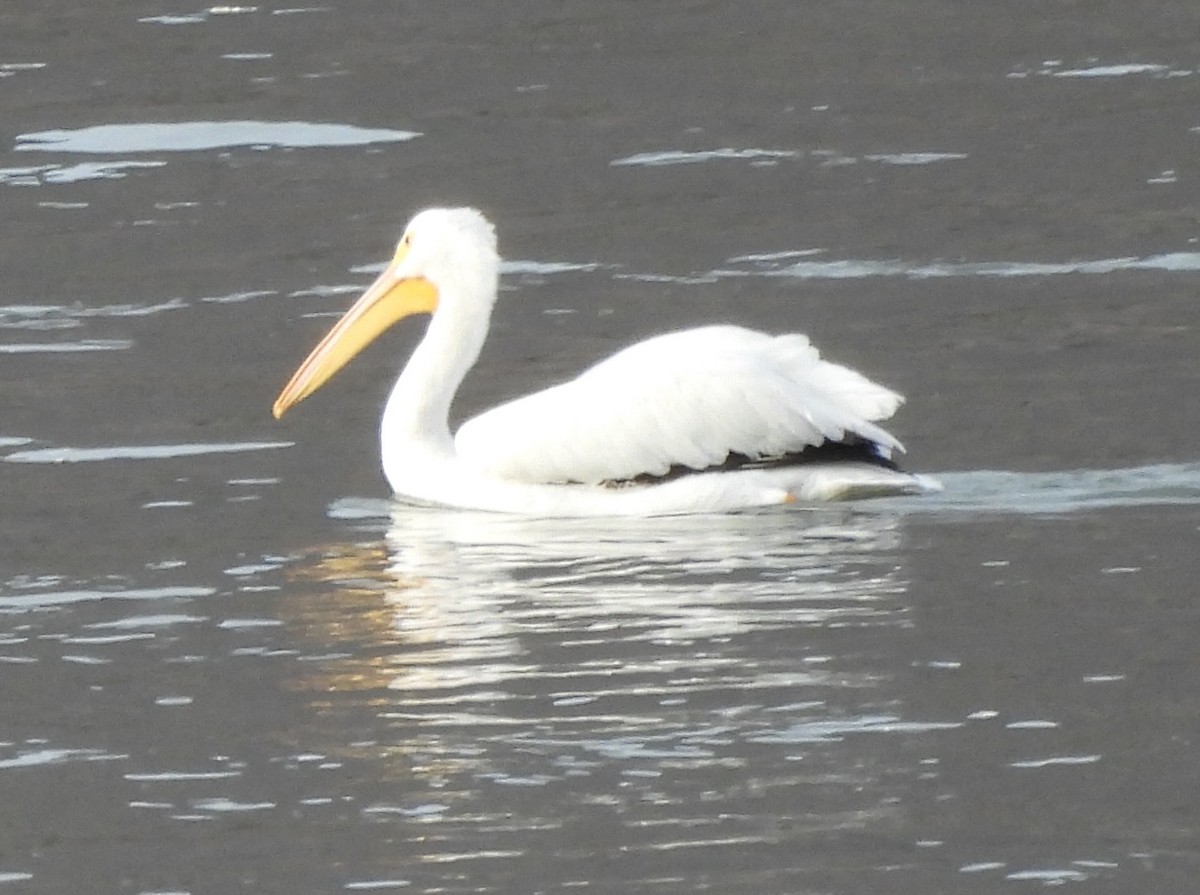 American White Pelican - ML632266318