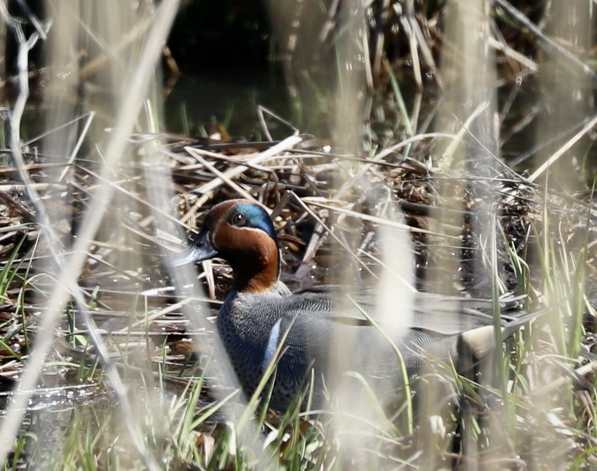 Green-winged Teal - ML632266337