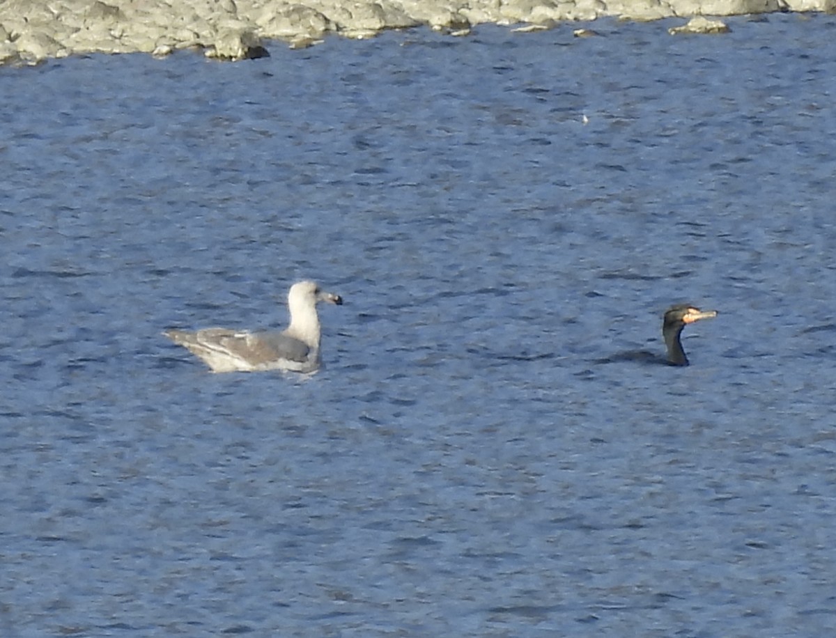 gull sp. - ML632266339