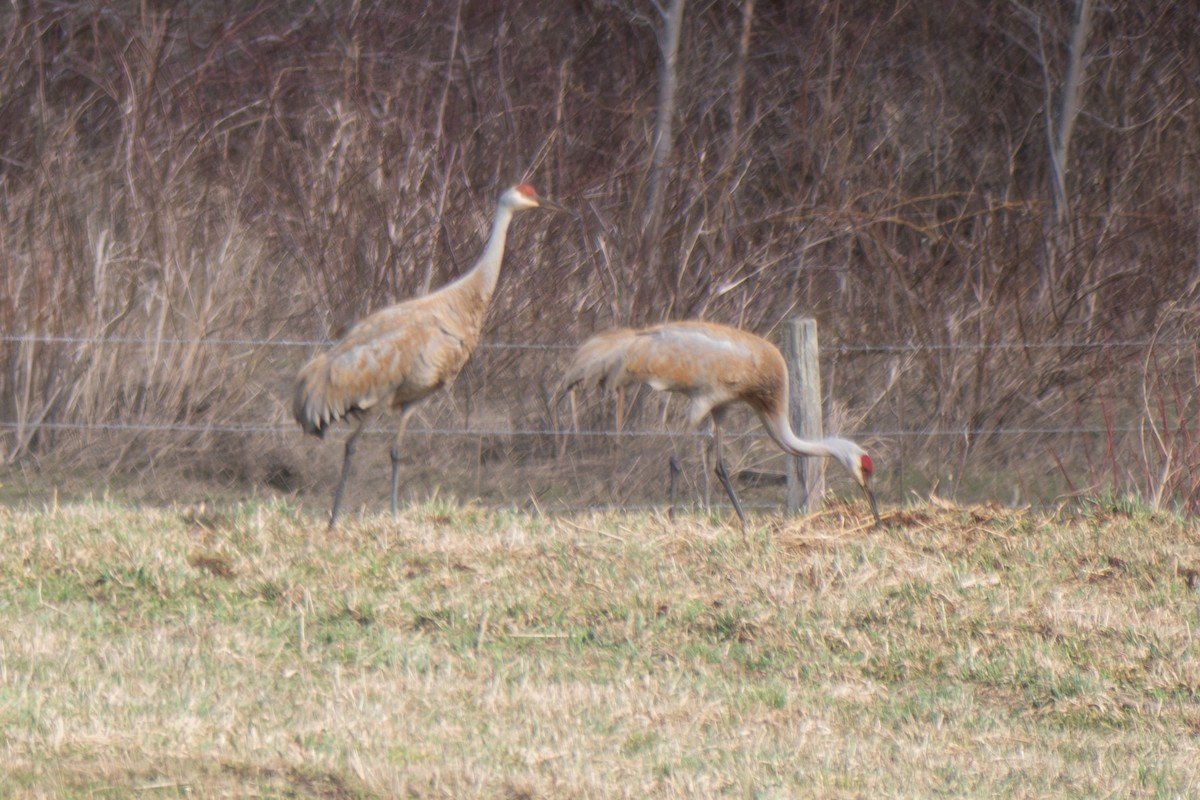 Sandhill Crane - ML632266505