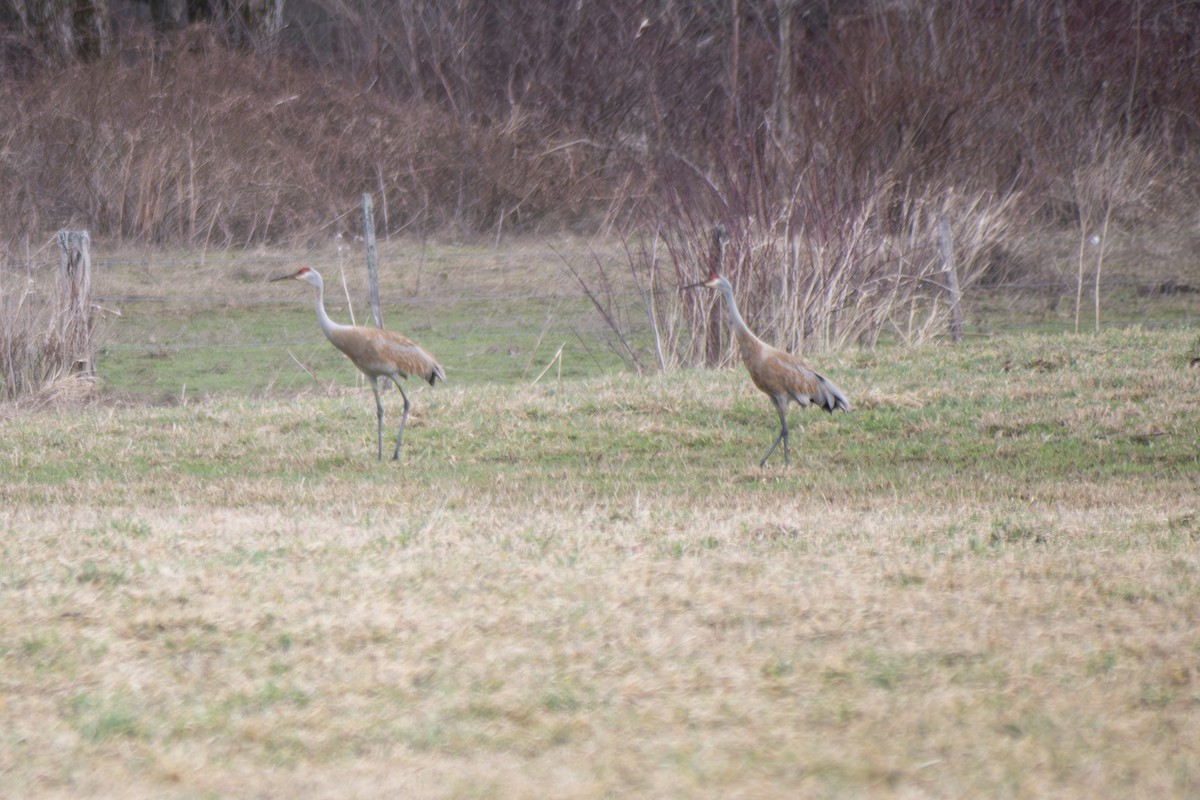 Sandhill Crane - ML632266506