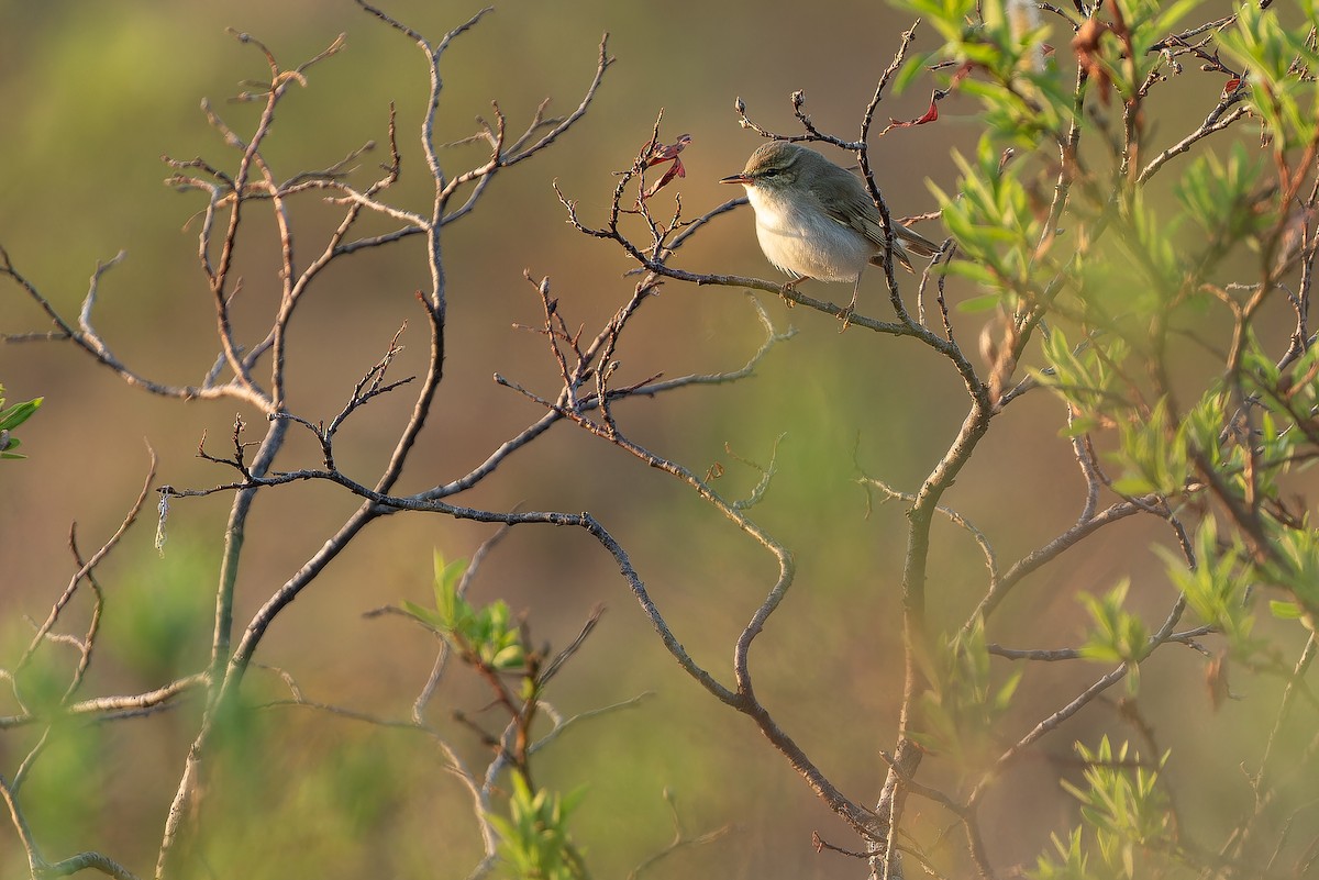 Arctic Warbler - ML632266701