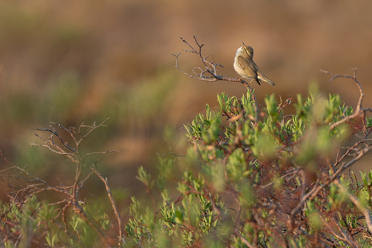 Arctic Warbler - ML632266710