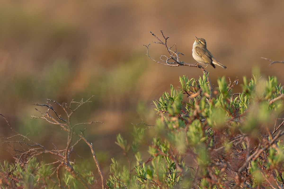 Arctic Warbler - ML632266712