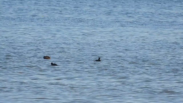Ring-necked Duck - ML632266778