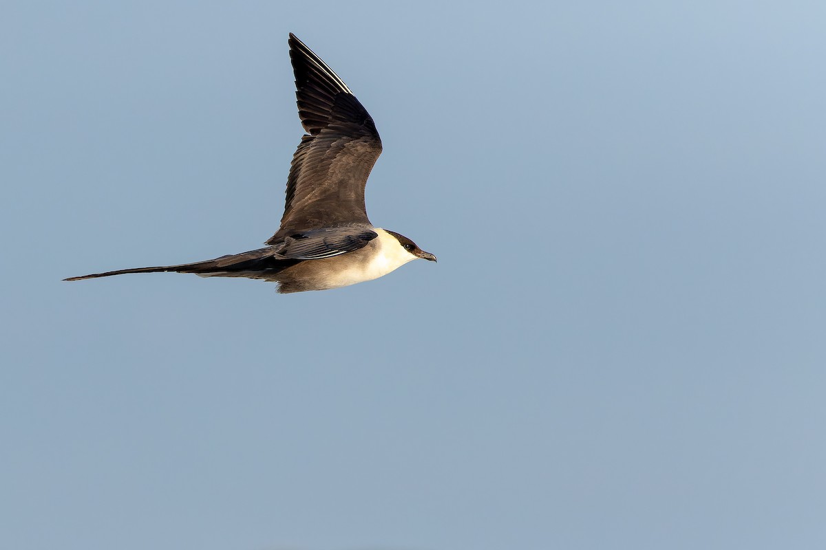 Long-tailed Jaeger - ML632266824