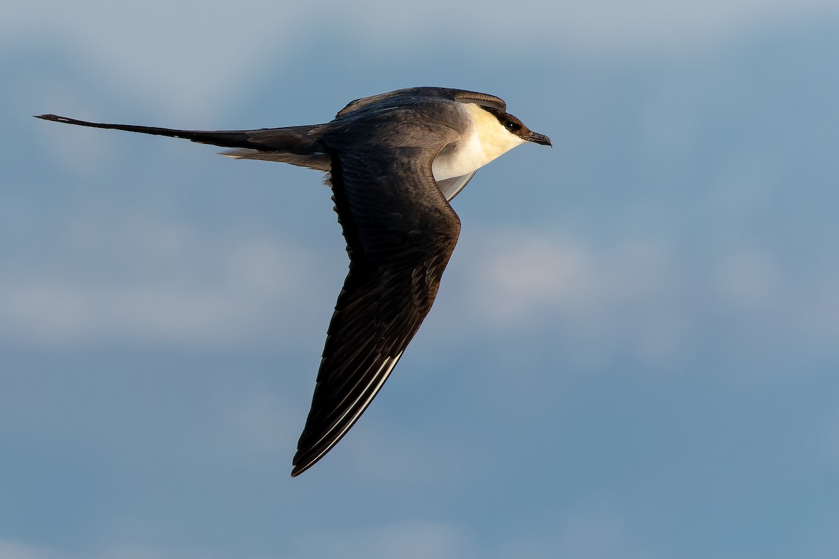Long-tailed Jaeger - ML632266825