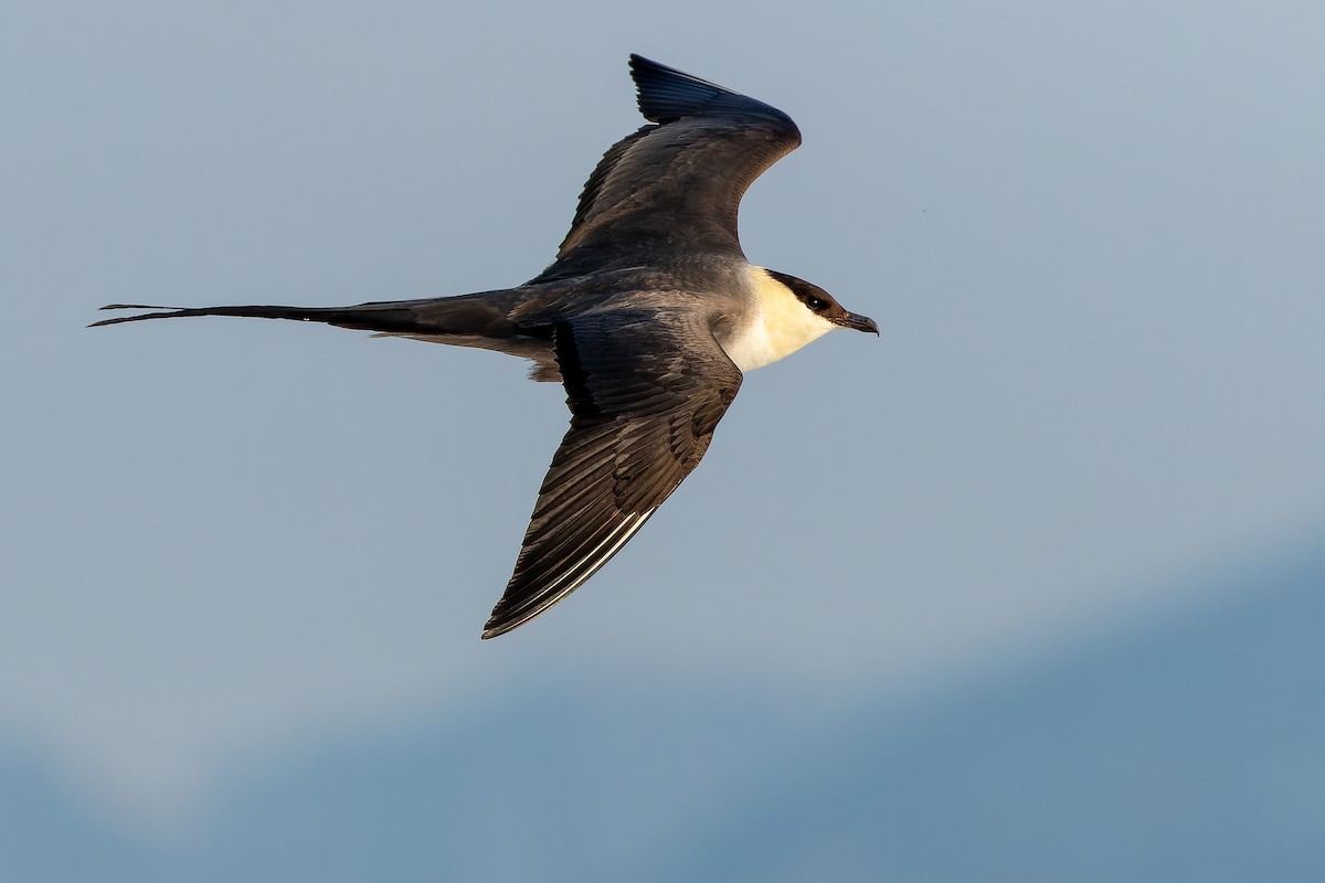 Long-tailed Jaeger - ML632266826