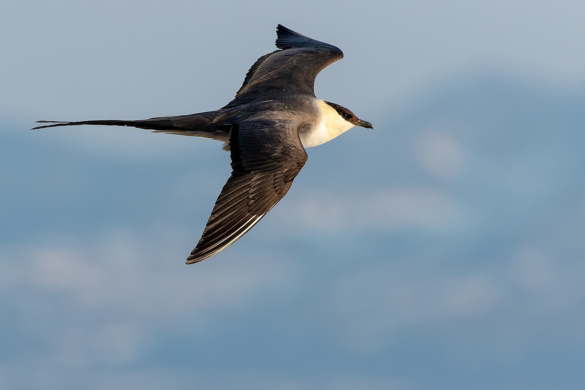 Long-tailed Jaeger - ML632266827