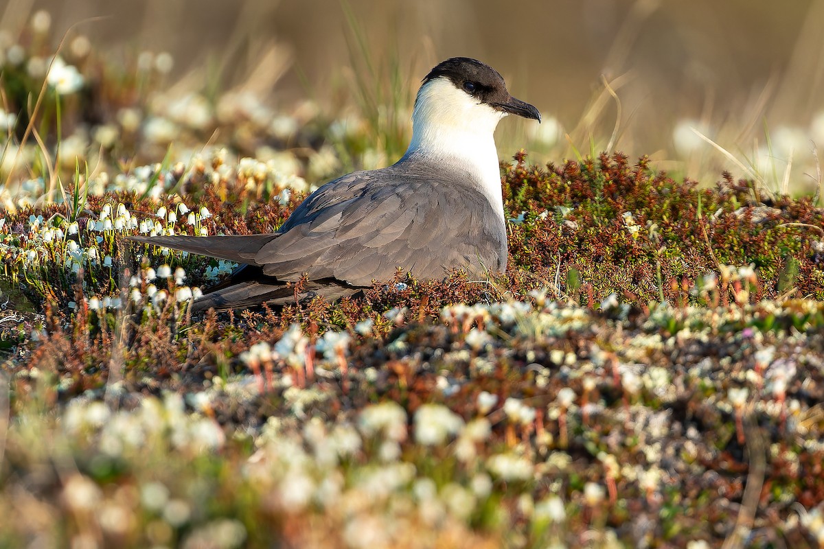 Long-tailed Jaeger - ML632266836