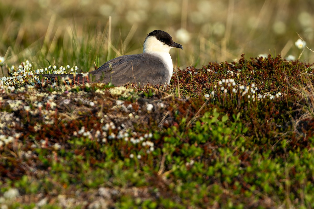 Long-tailed Jaeger - ML632266837