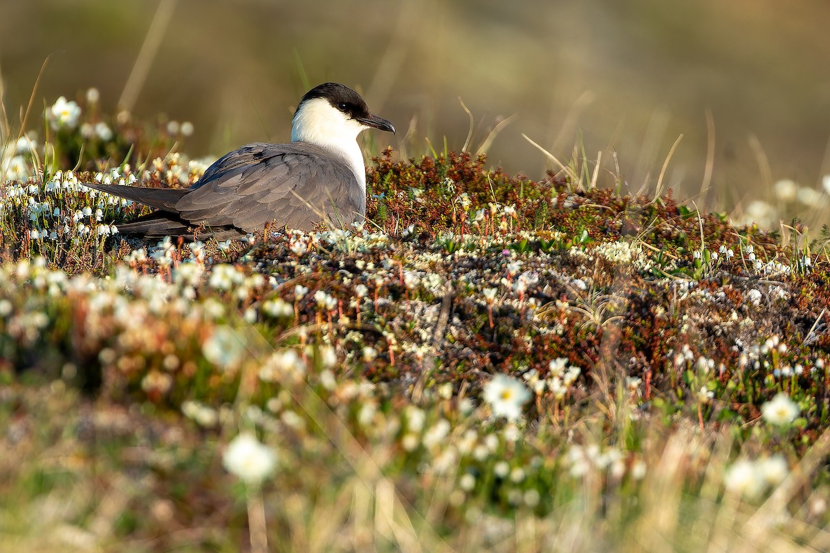 Long-tailed Jaeger - ML632266838
