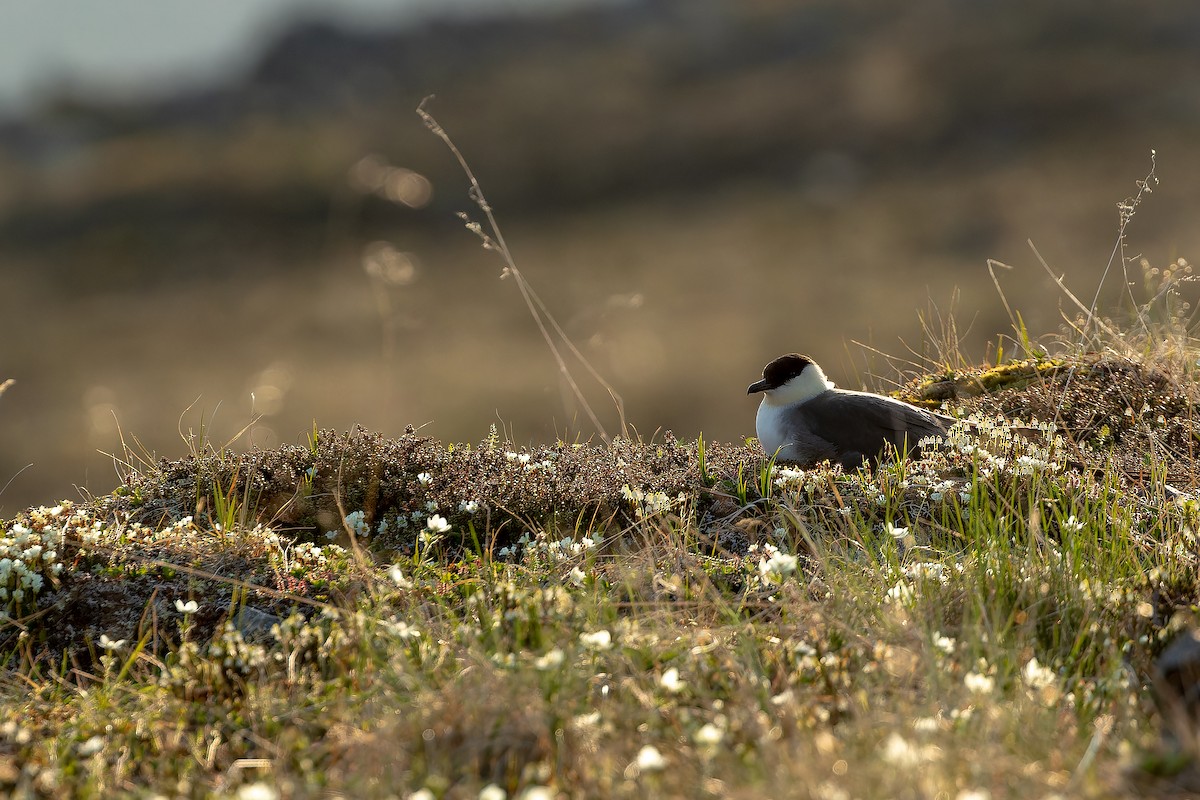 Long-tailed Jaeger - ML632266840