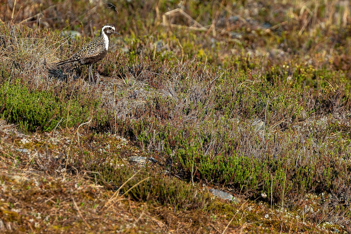 American Golden-Plover - ML632266848