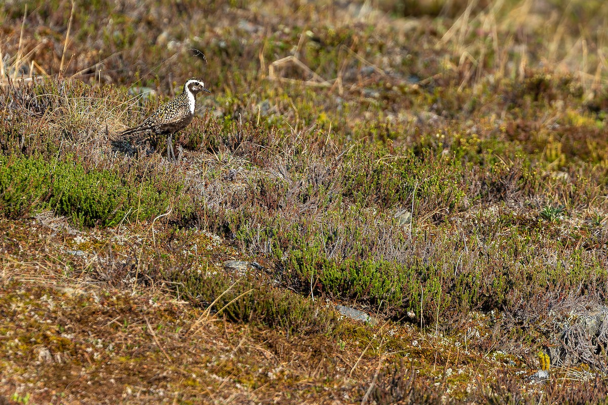 American Golden-Plover - ML632266849