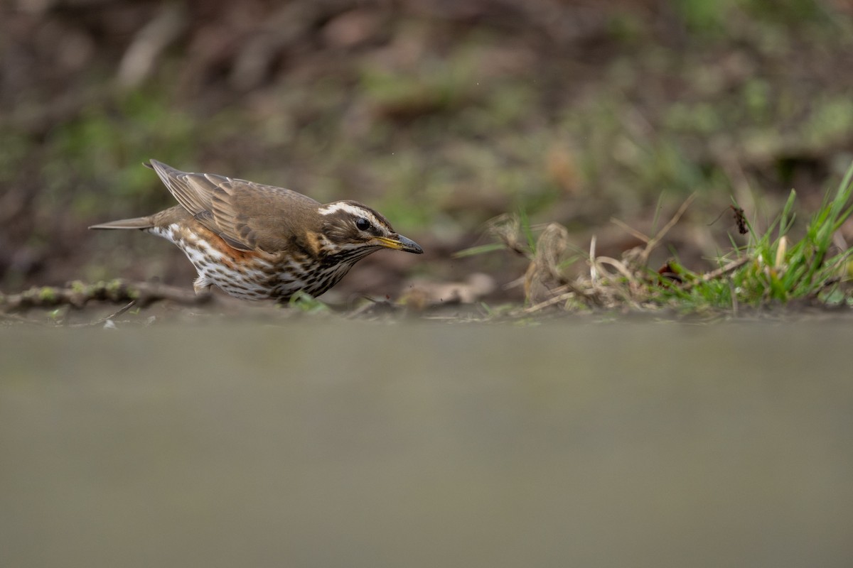 Redwing (Eurasian) - ML632266883
