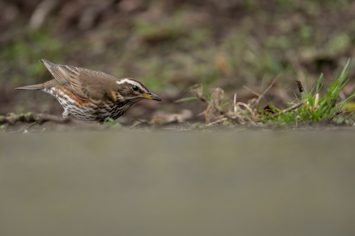 Redwing (Eurasian) - ML632266884