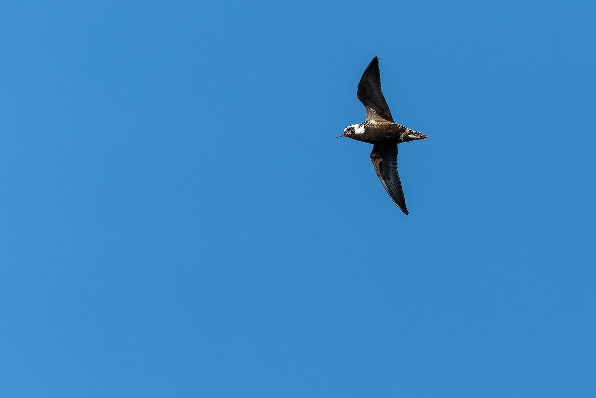 American Golden-Plover - ML632266890