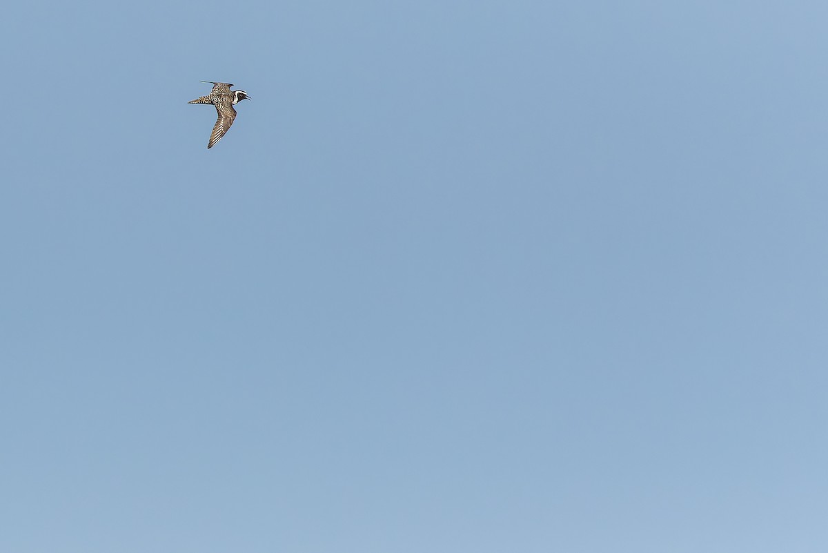 American Golden-Plover - ML632266898