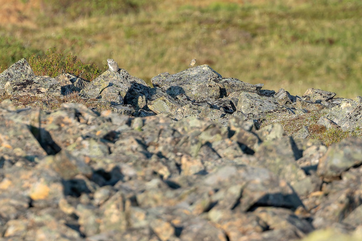 American Pipit - ML632266919