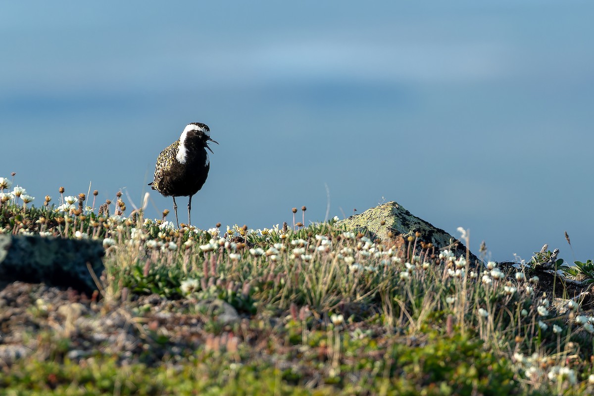 American Golden-Plover - ML632266929