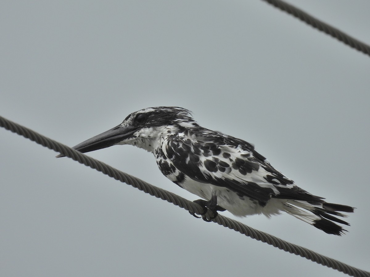 Pied Kingfisher - ML632266945