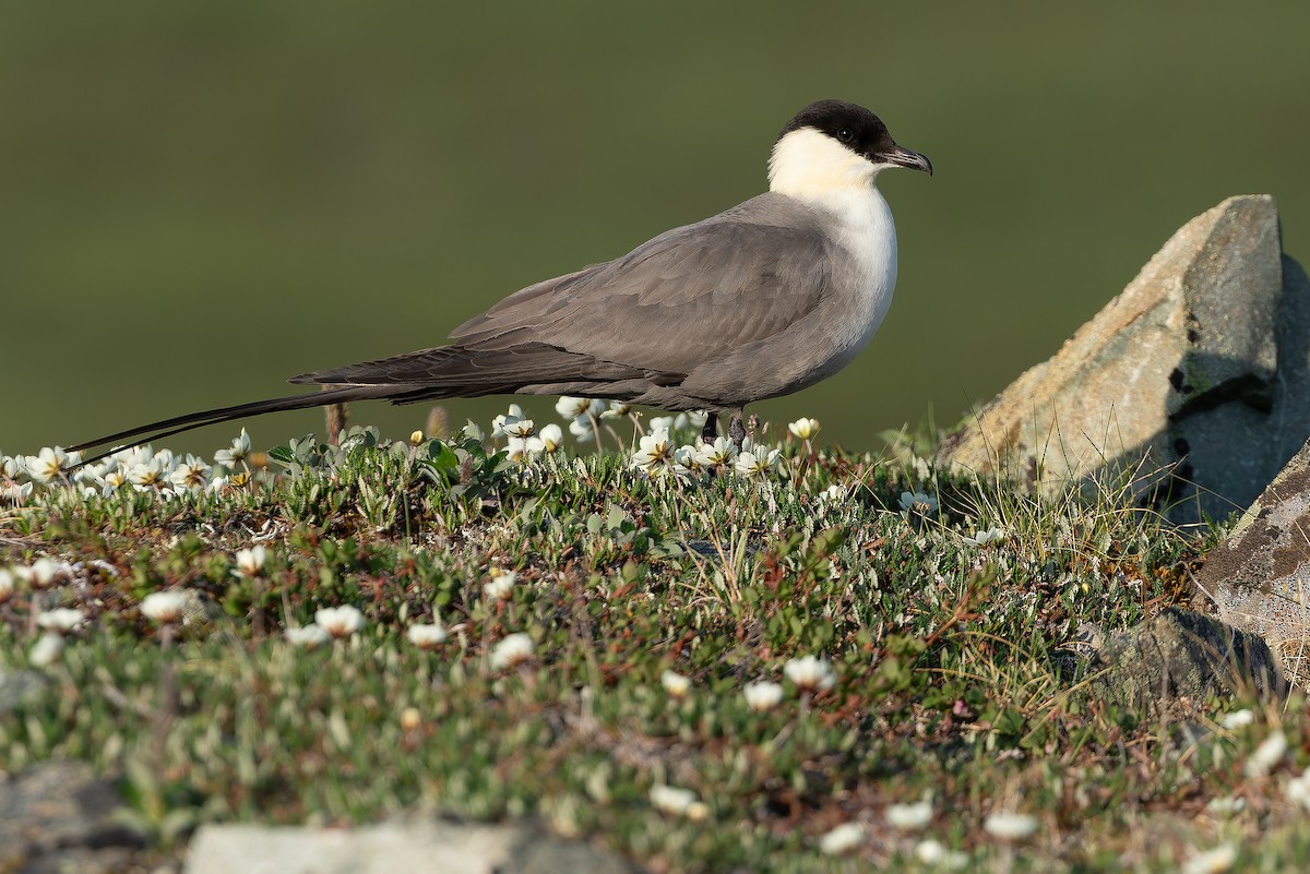 Long-tailed Jaeger - ML632266966